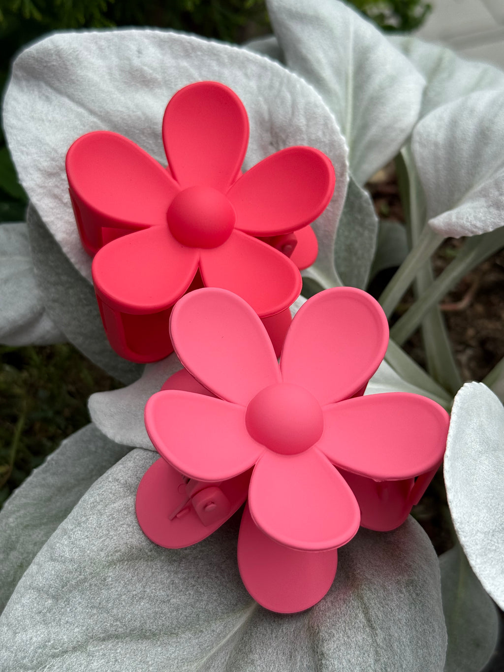 Rožinė kapkap gerbera II spalvos