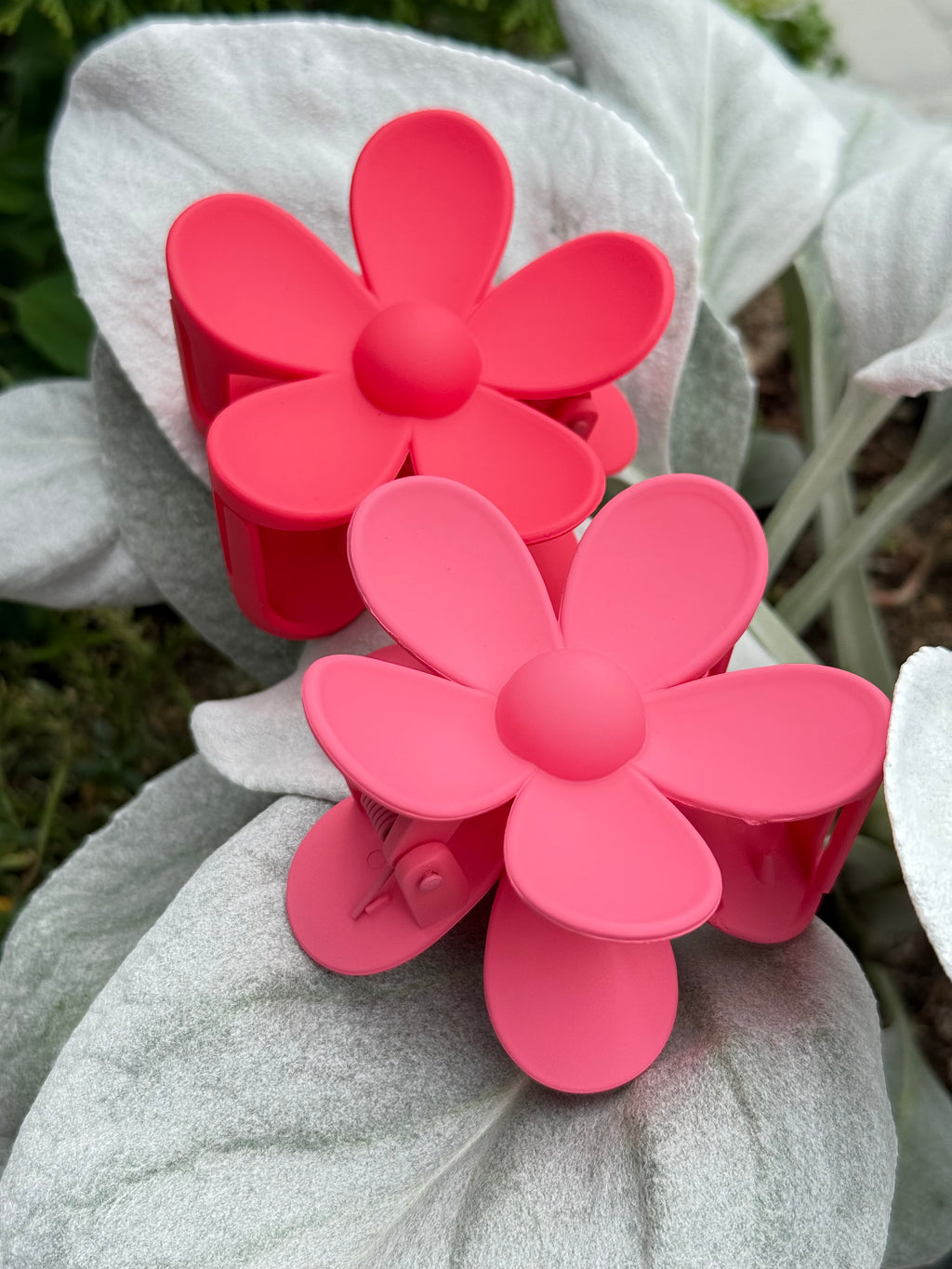 Rožinė kapkap gerbera II spalvos